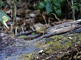 black-faced bunting in a Japanese forest 8