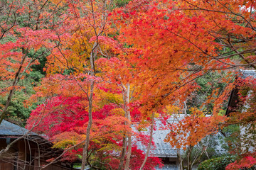 Autumn Leaves in Rengeji Temple in Kyoto, Japan