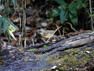 black-faced bunting in a Japanese forest 10