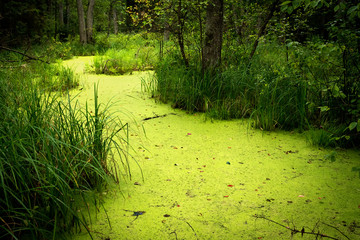 Summer day in the Solska Forest Landscape Park (pl: Park Krajobrazowy Puszczy Solskiej), nature reserve near Susiec (a village and holiday resort in Tomaszów Lubelski County, Roztocze, Poland). © Zbigniew