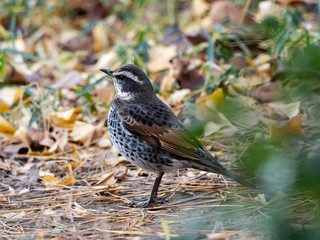 Dusky thrush in a Japanese park 3