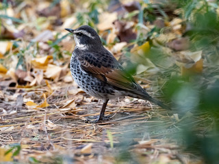 Dusky thrush in a Japanese park 4