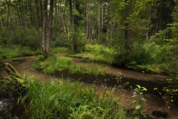 Summer day in the Solska Forest Landscape Park (pl: Park Krajobrazowy Puszczy Solskiej), nature reserve near Susiec (a village and holiday resort in Tomaszów Lubelski County, Roztocze, Poland).