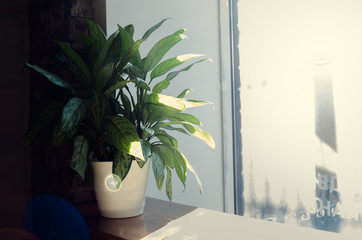 plant on the windowsill with sun flare