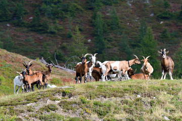 Fototapeta premium Ziegenherde in den Alpen im Herbst