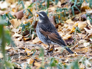 Dusky thrush in a Japanese park 8