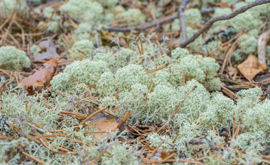 Vegetation, scandinavian, forest, plants, swedish, woods, Nature, background