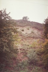 Fototapeta premium Green summer park. Film grain photo.