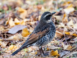 Dusky thrush in a Japanese park 13