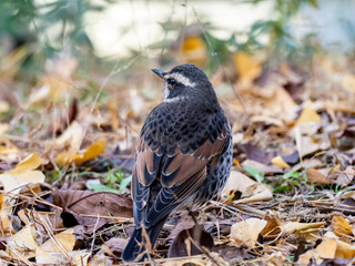 Dusky thrush in a Japanese park 16