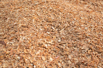Sawdust or wood dust texture background. Wood sawdust floor texture background closeup.	

