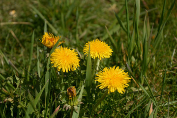 dandelion flower plant in april sun, Close-up of blooming yellow taraxacum flowers in garden as spring background