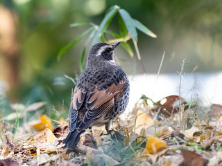 Dusky thrush in a Japanese park 19