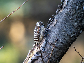 Japanese pygmy woodpecker on a tree 4