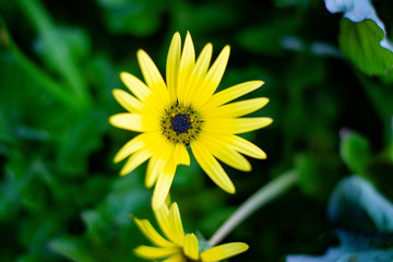 spring arrives and with it the first flowers appear