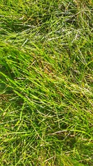 zdjęcie zielonej trawy