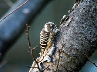 Japanese pygmy woodpecker on a tree 7