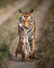 Tiger with Fawn Kill