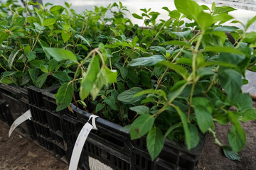 green garden plants in boxed ready for summer season and sale