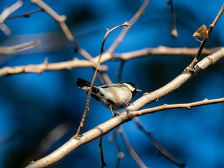 Japanese tit in a bare winter tree 2