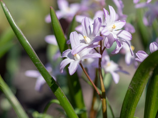 white flowers of the Scilla Squill blooming in April. Bright spring flower on Scilla Bifolia closeup - Bluebells in a spring forest, macro shot with green soft light and blurred background.