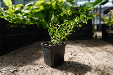 green garden plants in boxed ready for summer season and sale