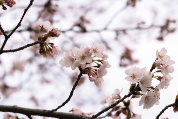 Sakura flowers. The cherry blossomed.