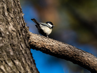 Japanese tit in a bare winter tree 3