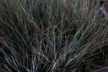green garden plants in boxed ready for summer season and sale