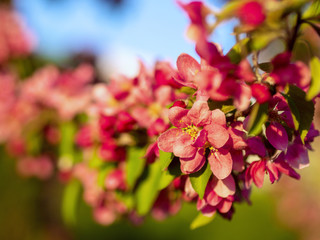 Obraz premium Branches of apple blossoming, pink flowers. Apple blossom panorama wallpaper background. Spring flowering garden fruit tree