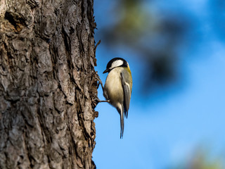 Japanese tit in a forest tree trunk 3