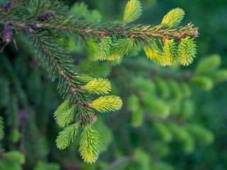 green spruce pine needles blossom
