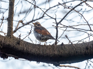 Dusky thrush in a Japanese park 23
