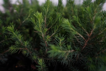 green garden plants in boxed ready for summer season and sale
