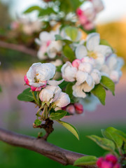 Bright white an apple-tree flower illuminated by a bright ray of the spring sun and blue sky on a back background