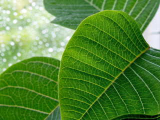 green leaves on the green backgrounds