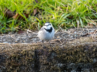 Japanese white wagtail on concrete river bank 2