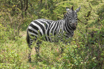 Common Zebra in Masai Mara National Park in Kenya, Africa