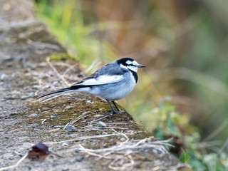 Japanese white wagtail on concrete river bank 6