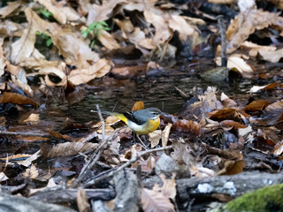 gray wagtail wading in a shallow stream 10
