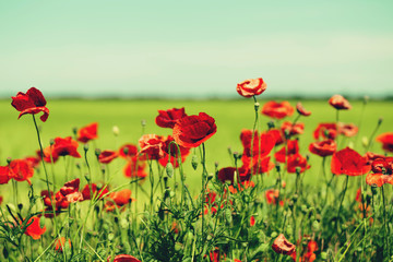 Summer field with red poppies as a beautiful nature background