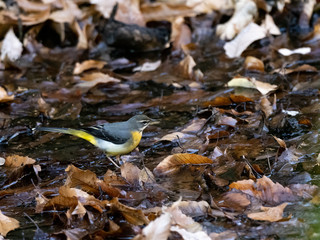 gray wagtail wading in a shallow stream 19