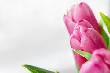 Bouquet of beautiful pink tulips against a white gray blurred background with copy space. Delicate spring flowers as a gift for the holiday. Selective focus