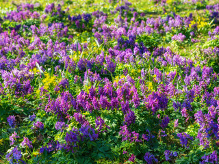 flowers of spring fumewort. Corydalis solida