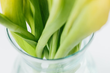 Blurred green yellow stems and leaves of a bouquet of tulips in a glass vase closeup with selective focus. Tender abstract spring flowers background for the holiday