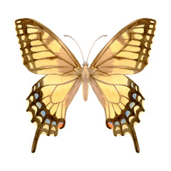 Hand drawn watercolor of realistic butterfly Papilio machaon. Stock illustration isolated on white background.