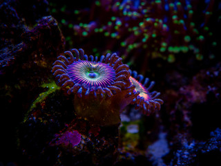 Obraz premium Zoanthus Rainbow in a reef aquarium close up (soft coral)