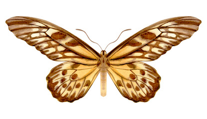 Hand drawn watercolor of realistic butterfly Druryia antimachus Drury. Stock illustration isolated on white background.