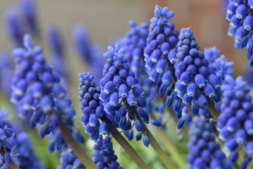 close up of blue hyacinth	
