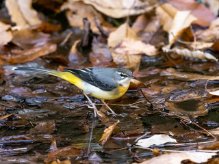 gray wagtail wading in a shallow stream 14